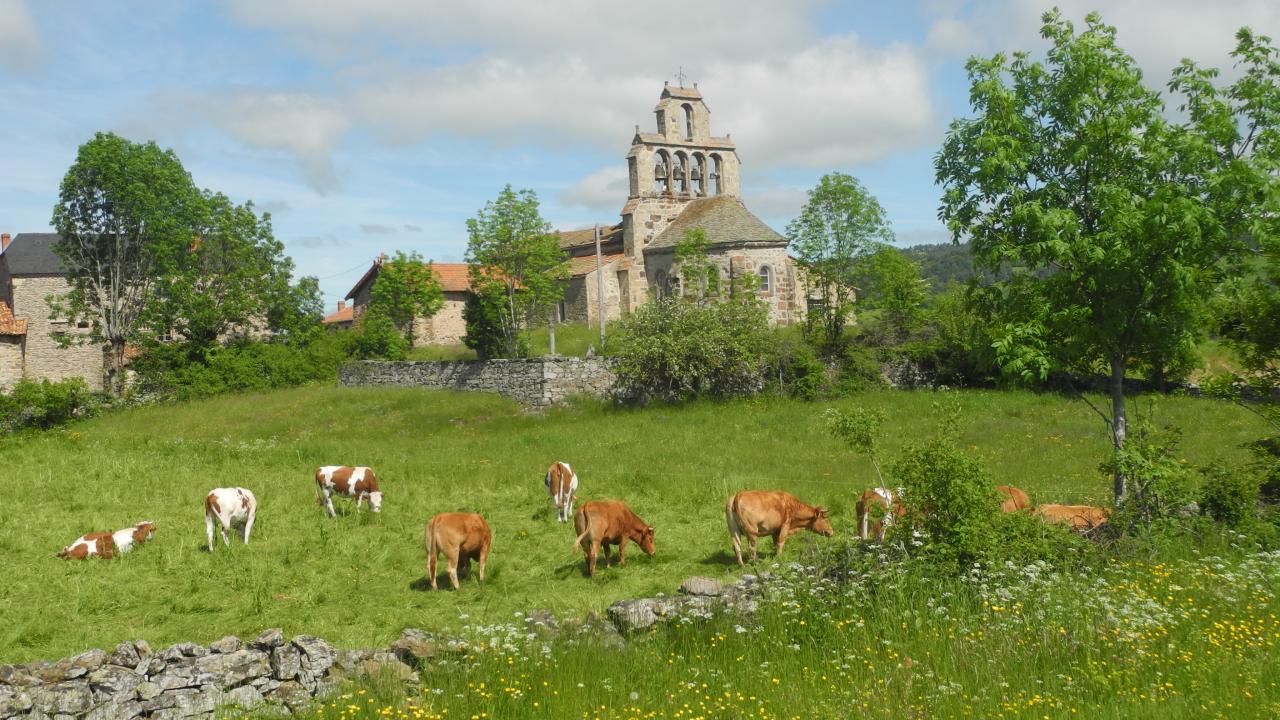 Il y a encore des vaches ici