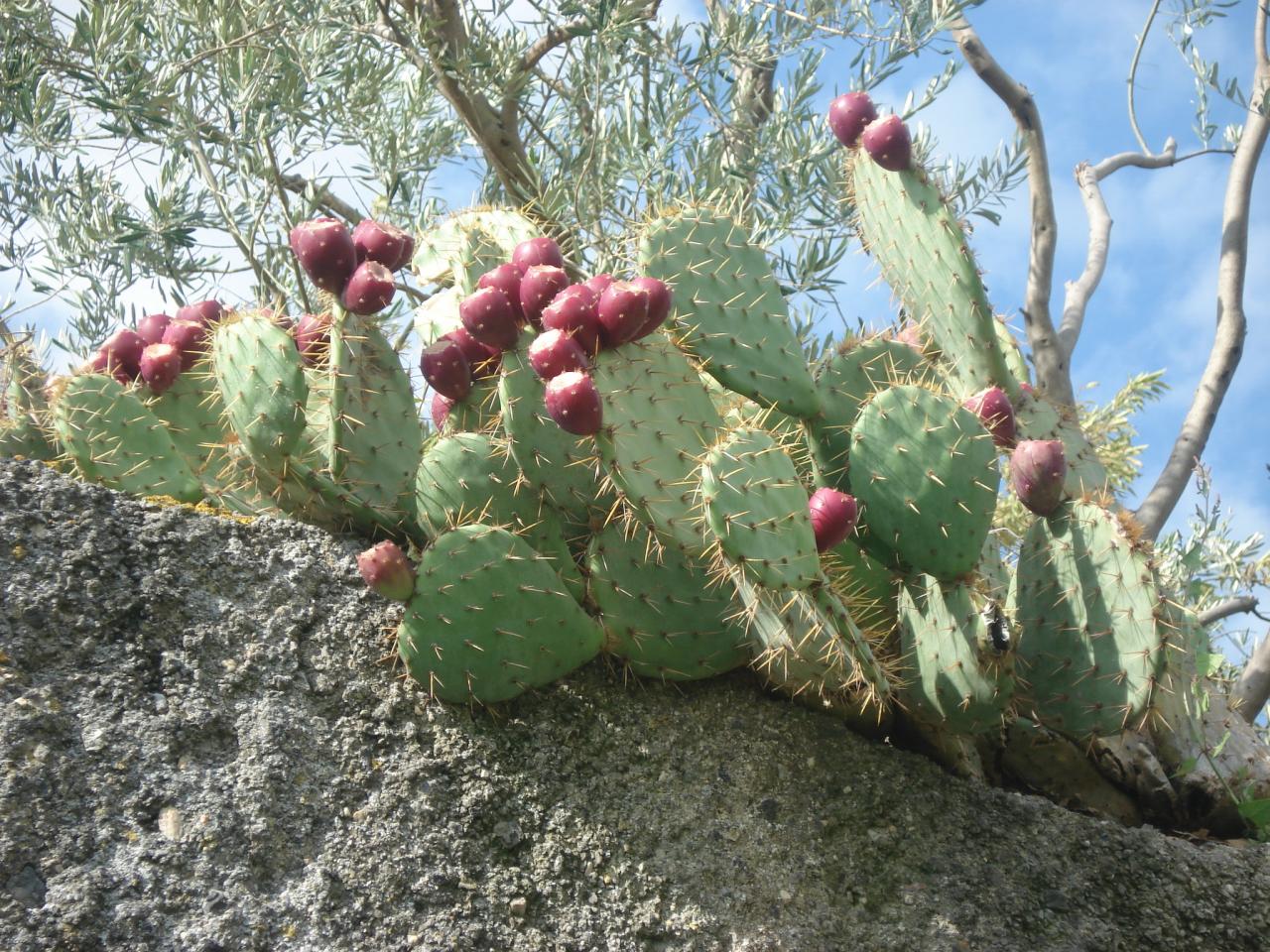 cactus figuier